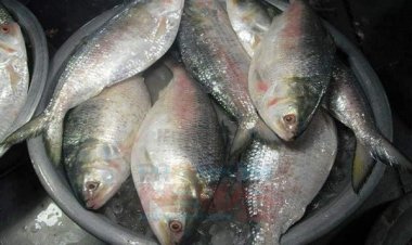 ইলিশ খেলে সারবে যেসব রোগ