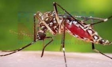 ডেঙ্গির প্রকোপ বৃদ্ধি: সব মহলকেই সচেতন হতে হবে