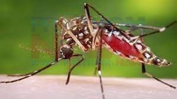 ডেঙ্গু আক্রান্ত আরও ২৪১ জন হাসপাতালে ভর্তি