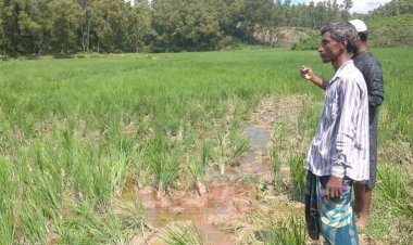 হালুয়াঘাট সীমান্তে কৃষকের ৫০ একর ধান ফসলে হাতির তান্ডব