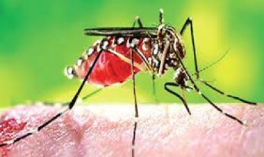  ডেঙ্গু নিয়ে হাসপাতালে ২০৭ জন, দুজনের মৃত্যু