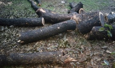 ৪৫ হাজার টাকার সরকারি গাছ ৯ হাজারে বিক্রি করে দিলেন ইউপি সদস্য ও চেয়ারম্যান