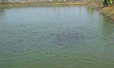 খুলনার পুকুরে ভেসে উঠল স্বামী-স্ত্রী ও সন্তানের লাশ