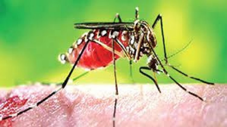 ডেঙ্গু: ২৪ ঘণ্টায় মৃত্যু আরও ২, হাসপাতালে ভর্তি ১৯৭ জন