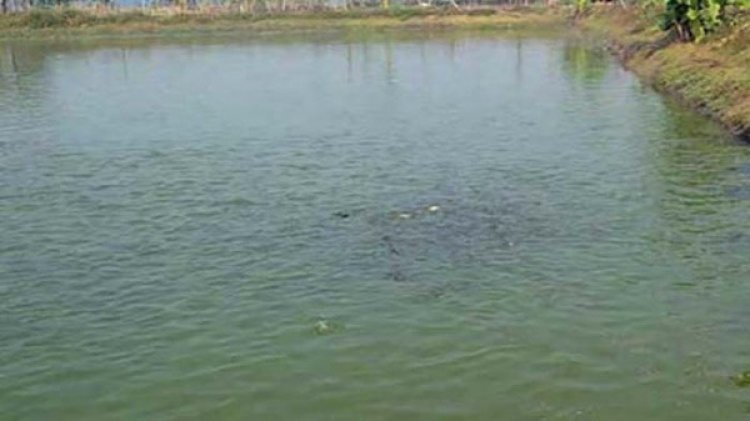 খুলনার পুকুরে ভেসে উঠল স্বামী-স্ত্রী ও সন্তানের লাশ