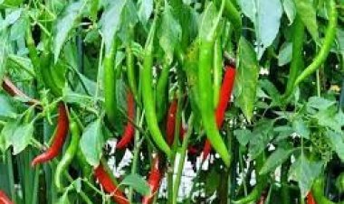  মহাকাশে জন্মালো কাঁচা মরিচ