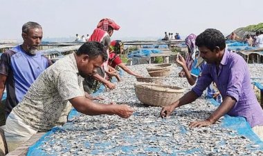 দুবলার চরের শুঁটকি থেকে আসবে ৩ কোটি ২২ লাখ টাকা