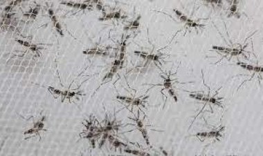  করোনার মধ্যে ভারতে নতুন আতঙ্ক জিকা ভাইরাস