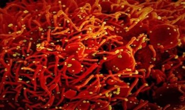 ওমিক্রনে আক্রান্ত বুঝবেন কী করে? এই প্রথম ব্যাখ্যা দিলেন দক্ষিণ আফ্রিকার ডাক্তার