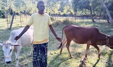 ভোটে হেরেও দুই গরু ও চাল নিয়ে ভোটারদের অপেক্ষায় প্রার্থী