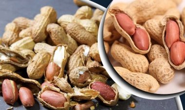 ভাজা নাকি কাঁচা বাদাম কোনটি শরীরের জন্য ভালো?