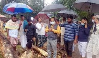 ব্রাহ্মণবাড়িয়ায় সড়কের পাশের মরা গাছ ভেঙে বৃদ্ধা নিহত