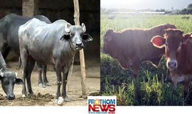 যেখানে গরু-বাছুর-মহিষের জন্ম নিবন্ধন বাধ্যতামূলক