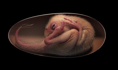 শিশু ডাইনোসরের ভ্রুণ জীবাশ্মের ভিতর