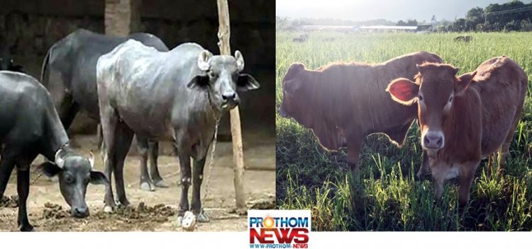 যেখানে গরু-বাছুর-মহিষের জন্ম নিবন্ধন বাধ্যতামূলক