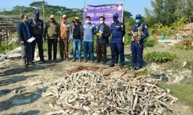 পাথরঘাটায় ১২ মণ হাঙর ও শুটকি উদ্ধার