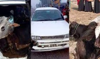 ময়মনসিংহের তারাকান্দায় গরুসহ প্রাইভেটকার উদ্ধার