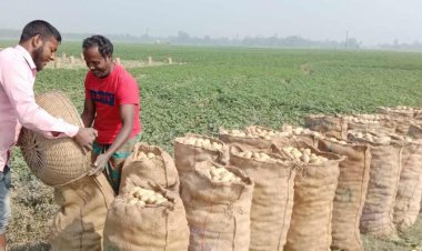 আগাম আলুতে মিলছে না কাঙ্ক্ষিত দাম