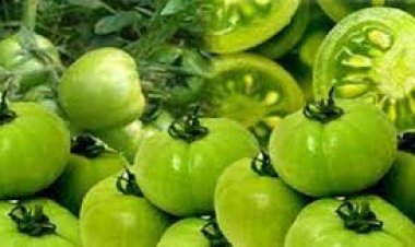কাঁচা টমেটো খেলে কী হয়?