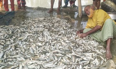 কুড়িগ্রামে পূর্ব শত্রুতার জেরে বিষ দিয়ে পুকুরের মাছ নিধন 