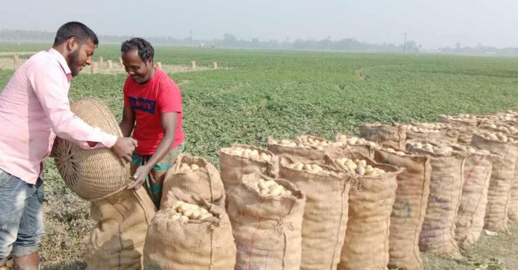 আগাম আলুতে মিলছে না কাঙ্ক্ষিত দাম