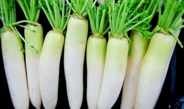 শীতে মূলা কেন খাবেন?