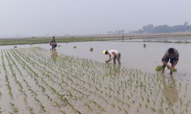 ডিজেল-সারের দাম বৃদ্ধি, বোরো চাষ নিয়ে শঙ্কা