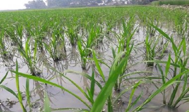 পঁচে গেল দেড় হাজার বিঘা জমির ধান