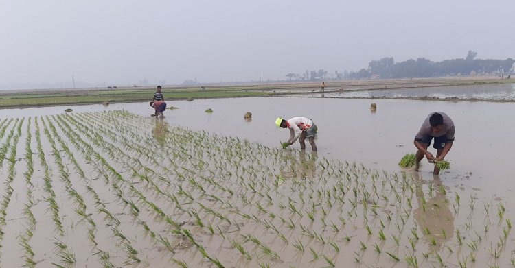 ডিজেল-সারের দাম বৃদ্ধি, বোরো চাষ নিয়ে শঙ্কা