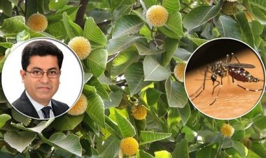 মশক নিধনে কদম গাছ লাগান: মেয়র তাপস