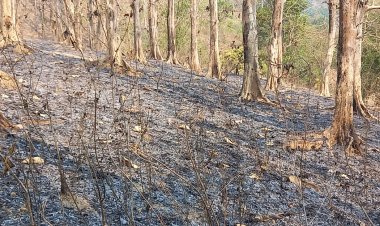 পুড়ে ছাই এক কিলোমিটার বনভূমি, জানে না কর্তৃপক্ষ