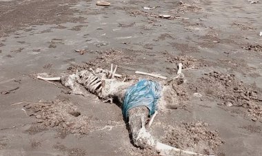 সমুদ্রসৈকতে ভেসে আসে মানুষের কঙ্কাল!