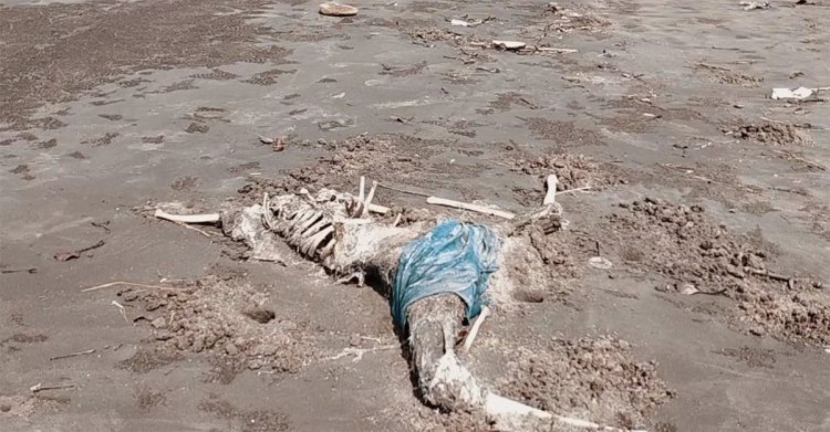 সমুদ্রসৈকতে ভেসে আসে মানুষের কঙ্কাল!