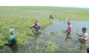 হাওরে ক্ষতিগ্রস্ত কৃষকের পাশে থাকবে সরকার: কৃষিমন্ত্রী