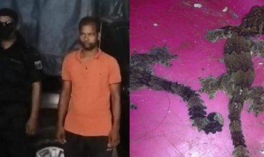 পিরোজপুরে ২ কোটি টাকার তক্ষকসহ যুবক আটক