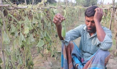 নজির মিয়ার লাউ-কুমড়া গাছ কেটে দিল দুর্বৃত্তরা