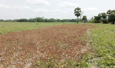 বর্গা জমি ফেরত নেওয়ায় মুগডালগাছে বিষ
