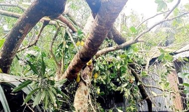 কালবৈশাখী ঝড়ে ঘরে গাছচাপায় মা-মেয়ে-ছেলেসহ নিহত ৫