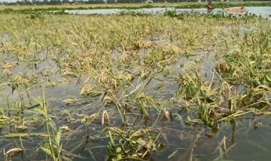 হবিগঞ্জে পাহাড়ি ঢলে আরও ১০০ একর জমির ধান পানির নিচে