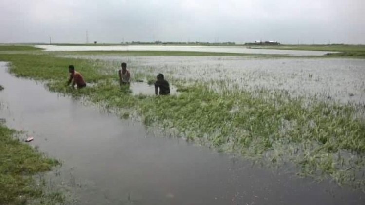 উজানের পানিতে ডুবছে কিশোরগঞ্জের হাওরের ফসল