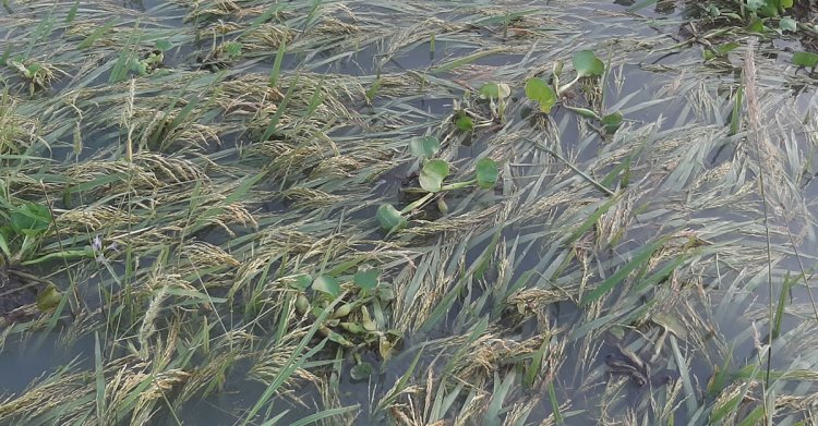 পানির নিচে কৃষকের স্বপ্ন, তলিয়েছে ৫০০ একর জমির ধান