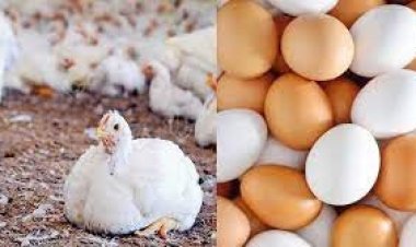  গরুর মাংস ৭০০, লাফাচ্ছে ডিম-মুরগি