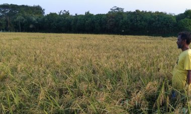 শ্রমিক সংকটের পর বৃষ্টির হানা, ধান নিয়ে বিপাকে কৃষক