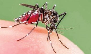 ডেঙ্গুর ঝুঁকিতে রাজধানী