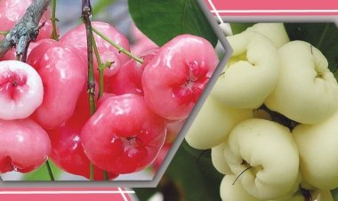 জামরুল খেলে শরীরে যা ঘটে