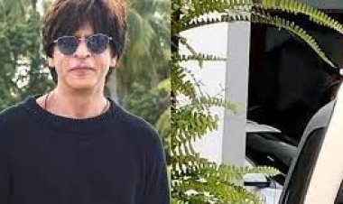  কেন ছাতায় মুখ ঢেকে বিমানবন্দর গেলেন শাহরুখ?