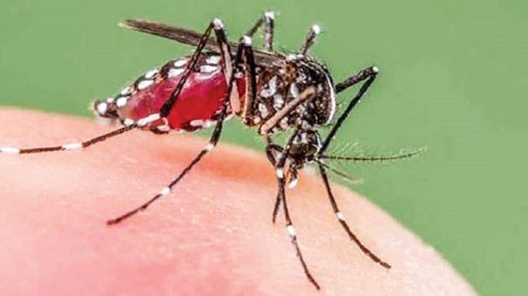 ডেঙ্গুর ঝুঁকিতে রাজধানী