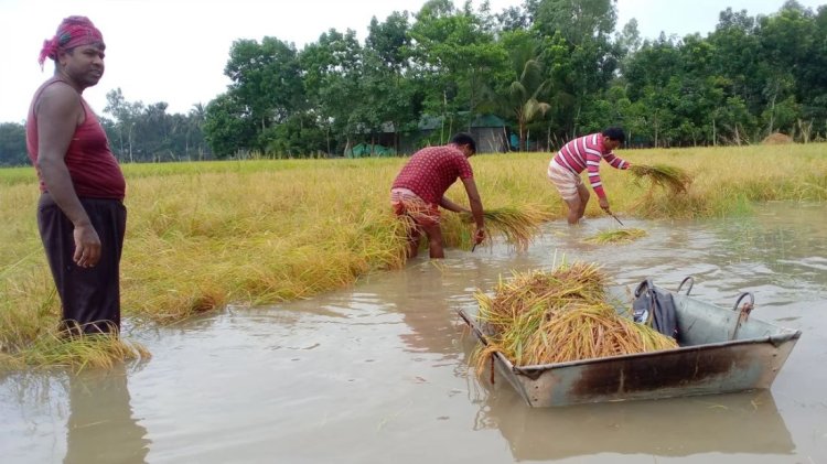 বোরো ক্ষেতে কোমরপানি, দিশেহারা কৃষক