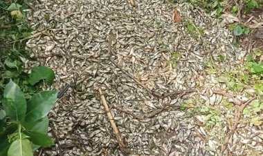 কুষ্টিয়ায় প্রতিপক্ষের বিষে মরল ৮ লাখ টাকার মাছ