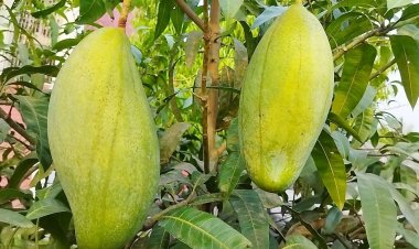 আমের ওজন ৫ কেজি, দেখতে মানুষের ভিড়